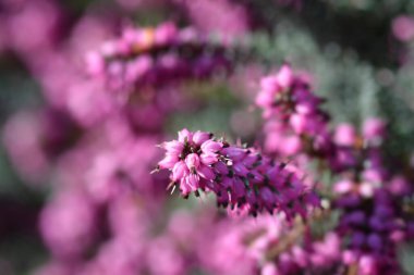 Darley Dale pembe çicekler - Latince adı - Darley Dale