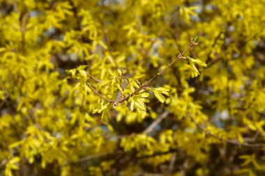 Ağlayan sarı çiçekler - Latince adı - Forsythia asması