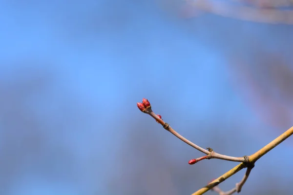 Японская Ветвь Клена Бутонами Латинское Название Acer Palmatum — стоковое фото