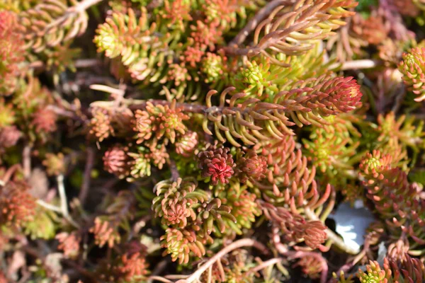 Stock image Rock stonecrop Angelina leaves - Latin name - Sedum rupestre Angelina