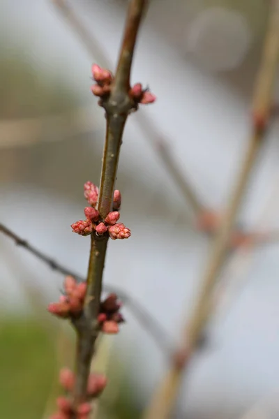 English Redoul Branch Buds Latin Name Coriaria Myrtifolia — Stock Photo, Image
