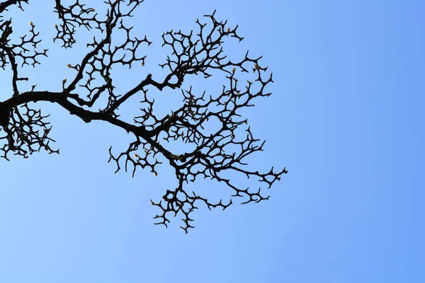 Cabang Magnolia Dengan Kuncup Bunga Melawan Langit Biru Nama Latin — Stok Foto