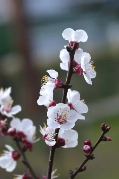 Drzewo Morelowe Gałąź Albicocco Vitillo Kwiatami Łacińska Nazwa Prunus Armeniaca — Zdjęcie stockowe