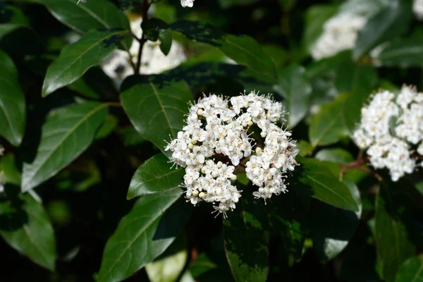 Laurustinus Weiße Blüten Lateinischer Name Viburnum Tinus — Stockfoto