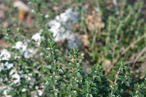 Hedge Germander Leaves Latin Name Teucrium Lucidrys — Stock Photo, Image