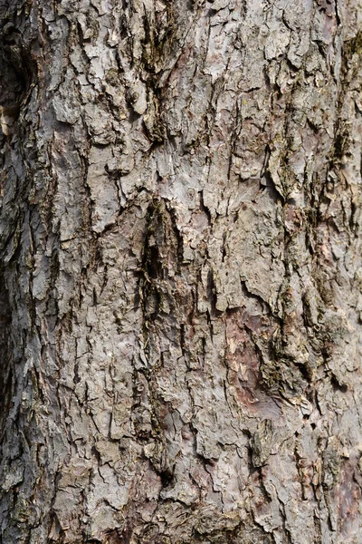 Λεπτομέρεια Φλοιού Δέντρου Μαντήλι Λατινική Ονομασία Davidia Involucrata Var Βιλμορινιάνα — Φωτογραφία Αρχείου