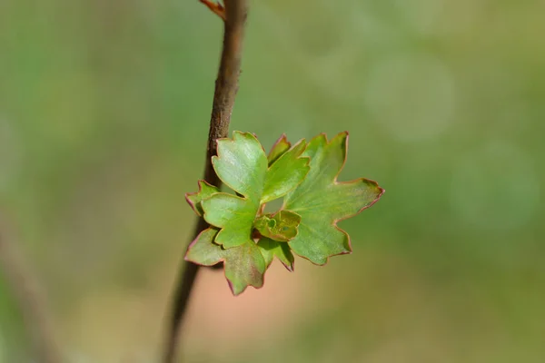 葉を持つ黄金のスグリの枝 ラテン名 Ribes Oureum — ストック写真