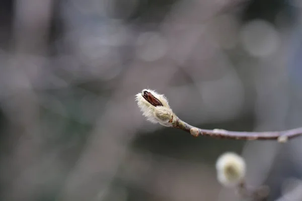 Star Magnolia Κλαδί Μπουμπούκι Λουλουδιών Λατινική Ονομασία Magnolia Stellata — Φωτογραφία Αρχείου