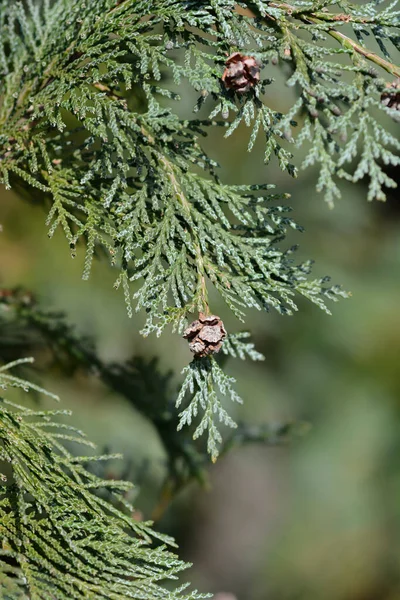 Lawsons Cypress Triomf Van Boskoop Branch Seed Cones Latin Name — Stock Photo, Image