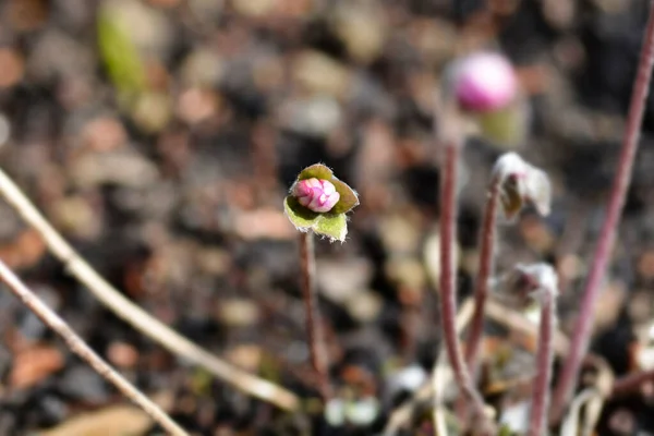 Pink Liverwort Flower Bud Latin Name Hepatica Nobilis Rosea — Stock Photo, Image