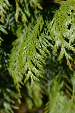 Batı kırmızı sedir dalı - Latince adı - Thuja plicata