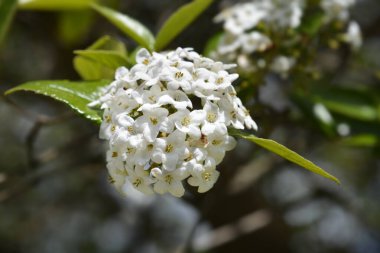Kore baharatlı viburnum beyaz çiçekler - Latince adı Viburnum carlesii