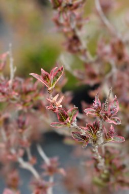 Weigela van Gogh kırmızı ve yeşil yapraklar ve koyu kırmızı çiçek tomurcukları - Latince adı Weigela Florida van Gogh