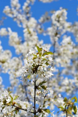 Sweet cherry branch with white flowers - Latin name - Prunus avium clipart