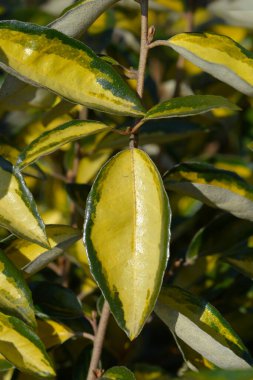 Oleaster Limelight yaprakları - Latince adı Elaeagnus x submacrophylla Limelight