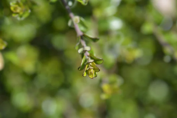 Honeysuckle Branch New Leaves Latin Name Lonicera Ligustrina Var Yunnanensis — Stock Photo, Image