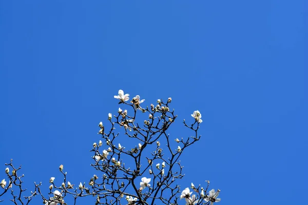 Magnolia Branches Flowers Blue Sky Latin Name Magnolia Soulangeana — Fotografia de Stock