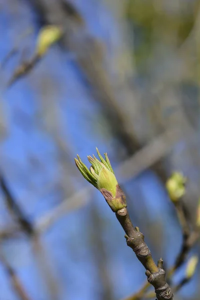 芽を持つヨーロッパのブレードナッツの枝 ラテン語名 シュタイプレー ピナータ — ストック写真