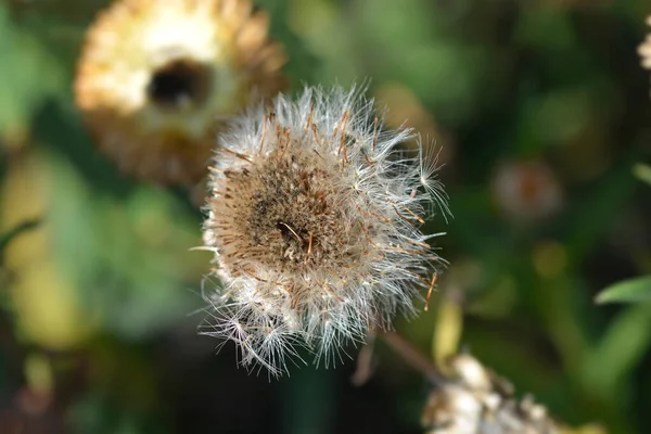 Straw Flower Hairy Seed Head Latin Name Xerochrysum Bracteatum — Fotografia de Stock
