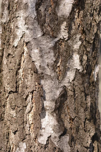 一般的な白樺の樹皮の詳細 ラテン語名 ベトゥラ ペンデュラ — ストック写真