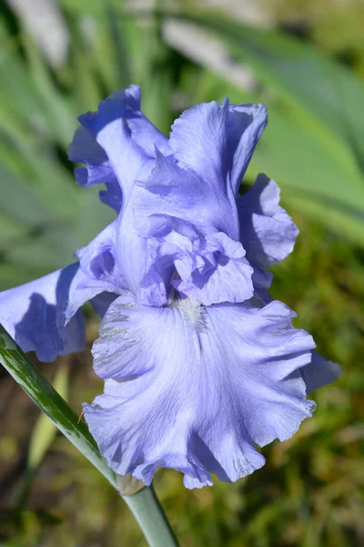 背の高いひげそりの虹彩の閉鎖青の花での携挙 ラテン名 アイリスBarata Elatior Blueでの携挙 — ストック写真