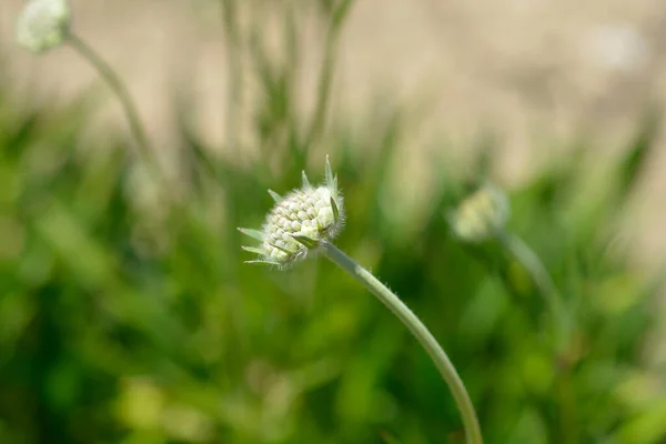 Caucasian Pincushion Flower Bud Latin Name Scabiosa Caucasica — Stock Photo, Image