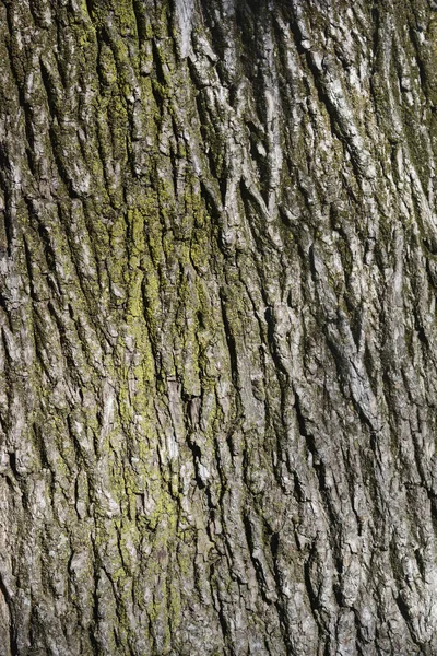 Norway Maple Bark Detail Latin Name Acer Platanoides — Stock Photo © nahhan  #525131418