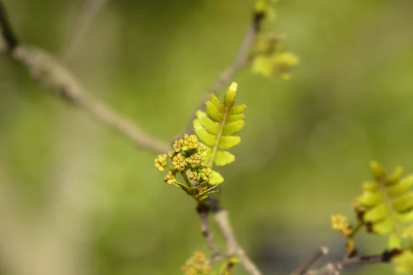 葉と花を持つトウガラシの木の枝 ラテン語名 ザントキシム属 — ストック写真