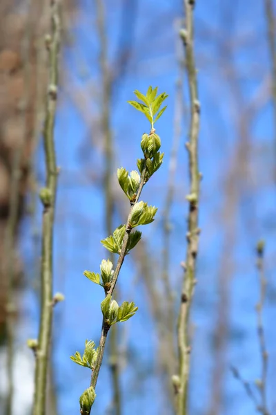 Gałąź Grochu Syberyjskiego Pączkami Liści Nazwa Łacińska Caragana Arborescens — Zdjęcie stockowe