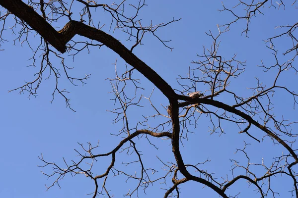 Mavi Gökyüzünde Tomurcukları Olan Doğu Siyah Ceviz Ağacı Dalları Latince — Stok fotoğraf