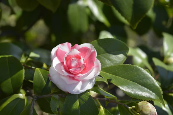 Camellia Branch Flowers Latin Name Camellia Japonica — Stock Photo, Image