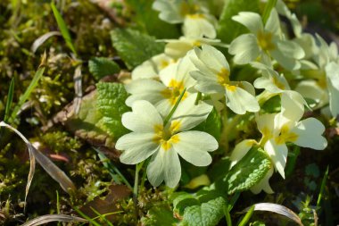 -Latince Adı - Primula vulgaris ortak primrose sarı çiçekler