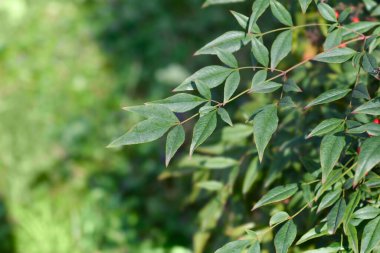 İlahi bambu yeşil yaprakları - Latince adı - Nandina domestica