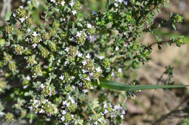 Bahçe kekik yaprakları ve küçük çiçekler - Latince adı - Thymus vulgaris