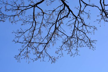 Mavi gökyüzüne karşı tomurcukları olan Norveç akçaağaç dalları - Latince adı - Acer platanoides