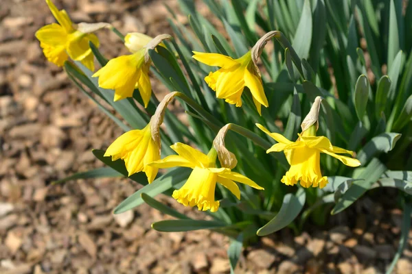 Flores Amarillas Narcisas Silvestres Nombre Latino Narcissus Pseudonarcissus — Foto de Stock