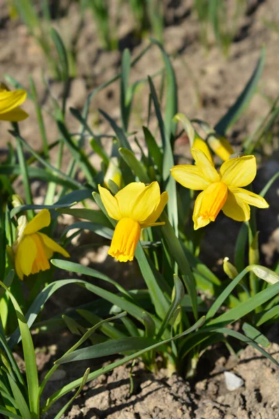Żonkil Jetfire Kwiaty Łacińska Nazwa Narcissus Jetfire — Zdjęcie stockowe