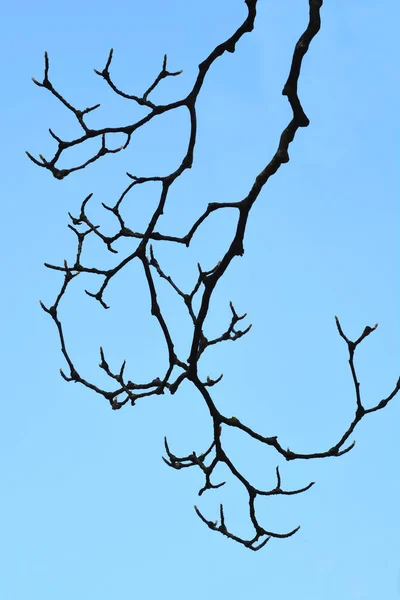 Magnolia Branches Avec Boutons Floraux Contre Ciel Bleu Nom Latin — Photo