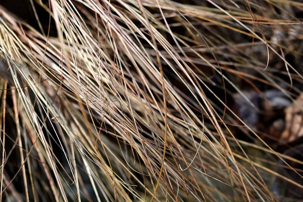 Bronze New Zealand Hair Sedge Латинское Название Carex Comans Bronze — стоковое фото
