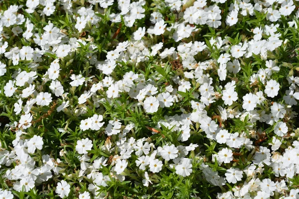 Białe Pełzające Kwiaty Phlox Łacińska Nazwa Phlox Subulata Alba — Zdjęcie stockowe