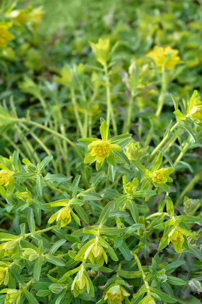 Yastık Sarı Çiçekler Latince Adı Euphorbia Epitymoides — Stok fotoğraf