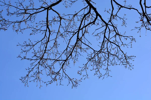Ahornzweige Mit Knospen Vor Blauem Himmel Lateinischer Name Acer Platanoides — Stockfoto