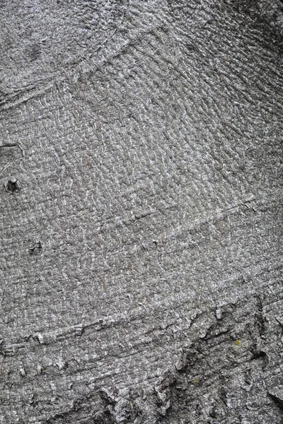 Purple European Beech Bark Detail Латинское Название Fagus Atica Atropurpurea — стоковое фото