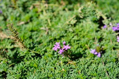 Güney Amerika mine çiçekleriyle alay eder - Latince adı - Glandularia pulchella