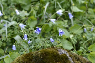 Apennine anemone mavi çiçekleri - Latince adı - Anemone apennina