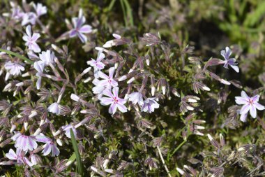 Creeping Phlox Candy Stripe flowers - Latin name - Phlox subulata Candy Stripe