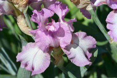 Uzun sakallı iris Vals yapan prenses - Latince adı Iris barbata elatior vals yapan prenses