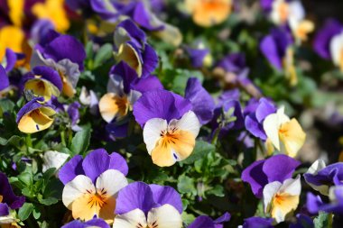 Boynuzlu menekşe Penny Şeftali Zıpla çiçekler - Latince adı - Viola cornuta Penny Şeftali Zıpla