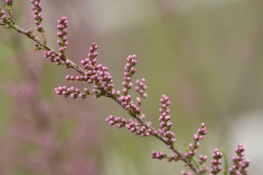 Pembe çiçekli tuz sedir dalı - Latince adı - Tamarix ramosissima