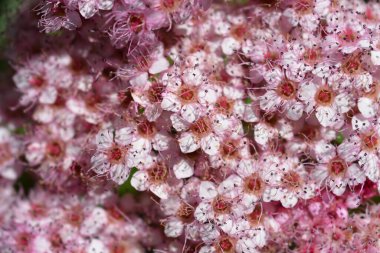 Japanese meadowsweet pink flowers - Latin name - Spiraea japonica